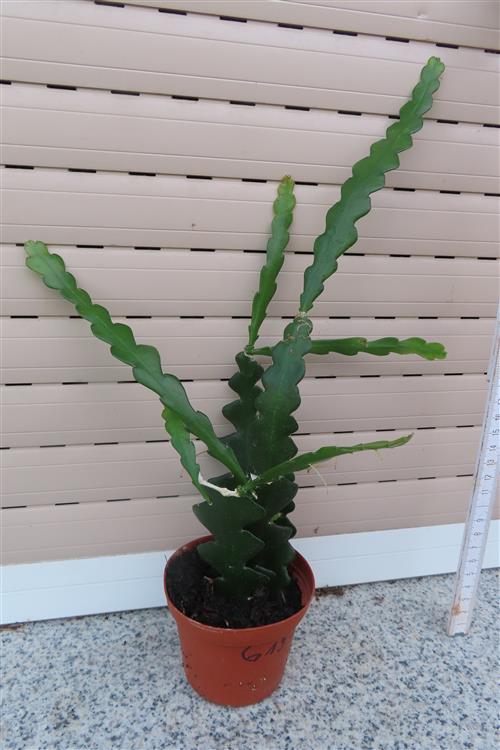 Cryptocereus anthonyanus – Bild 3