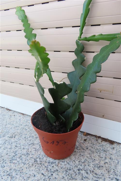 Cryptocereus anthonyanus – Bild 2