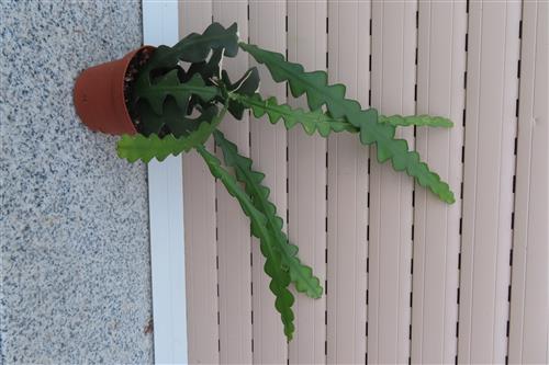 Cryptocereus anthonyanus – Bild 3