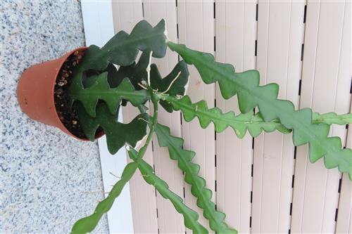 Cryptocereus anthonyanus – Bild 2