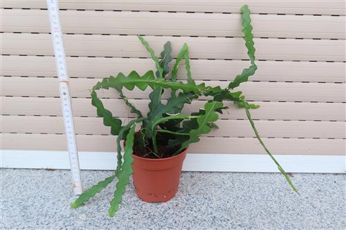 Cryptocereus anthonyanus – Bild 2