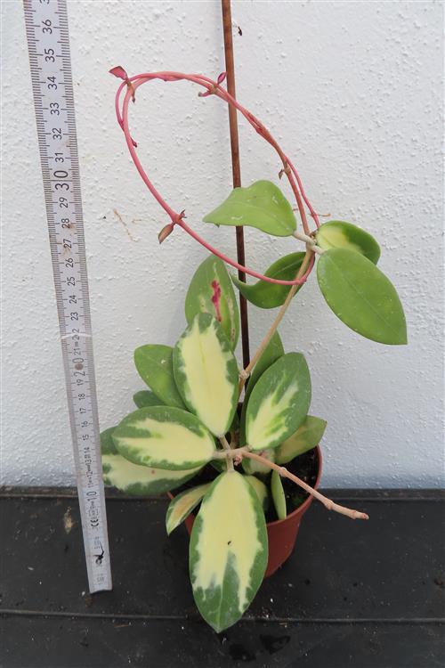 Hoya acuta albo variegata – Bild 3