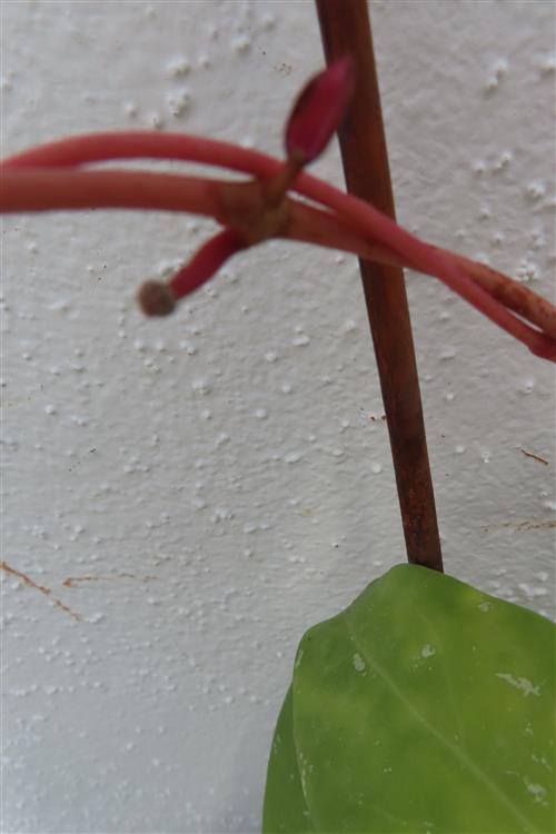 Hoya acuta albo variegata – Bild 2