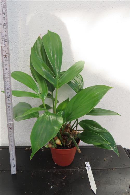 Epipremnum pinnatum Dragon Tail – Bild 4