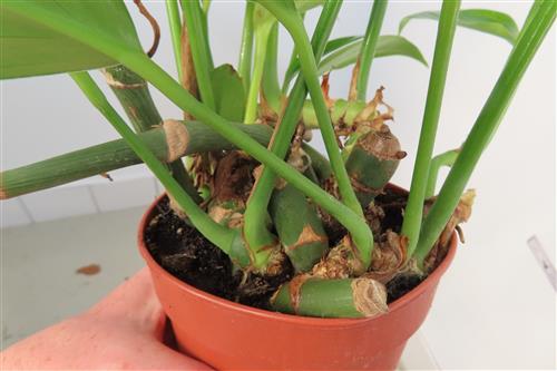 Epipremnum pinnatum Dragon Tail – Bild 3