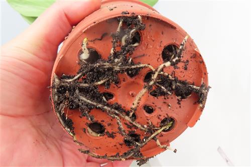 Epipremnum pinnatum Dragon Tail – Bild 2