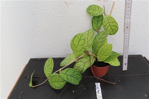 Hoya callistophylla – Bild 2