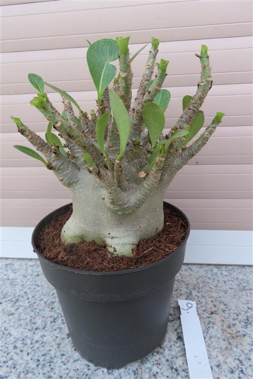 Adenium Baobab – Bild 2