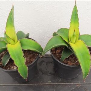 Bogenhanf, Sansevieria star canary variegata