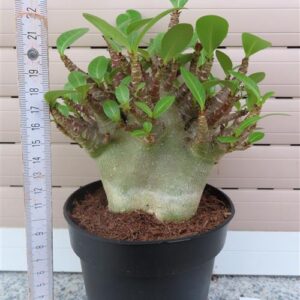 Adenium Baobab