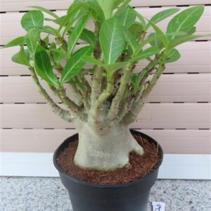 Adenium Baobab