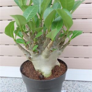 Adenium Baobab