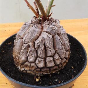 Dioscorea elephantipes