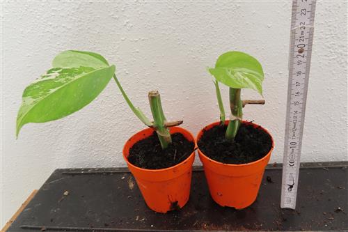 Monstera Delicosa variegata
