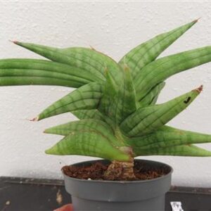 Sansevieria cylindrica Classic Fan inti