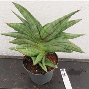 Sansevieria cylindrica Classic Fan inti