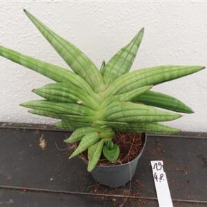 Sansevieria cylindrica Classic Fan inti