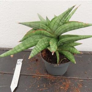 Sansevieria cylindrica Classic Fan inti