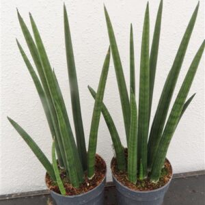 Bogenhanf, Sansevieria