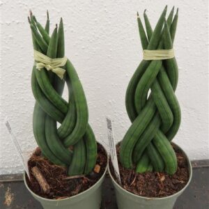 Bogenhanf, Sansevieria