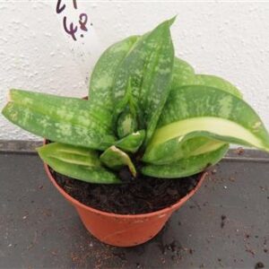 Sansevieria Curly Spiral Star