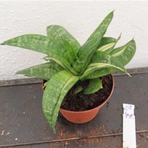 Sansevieria Curly Spiral Star