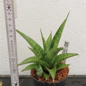 Bogenhanf, Sansevieria