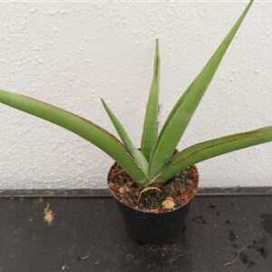 Bogenhanf, Sansevieria