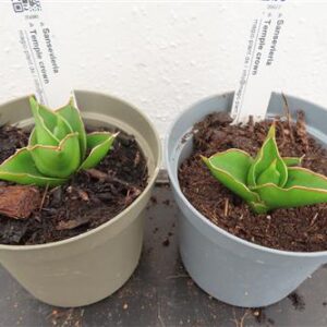 Bogenhanf, Sansevieria Temple crown