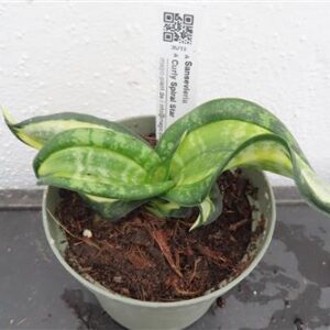 Sansevieria Curly Spiral Star