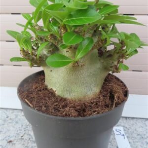 Adenium Baobab