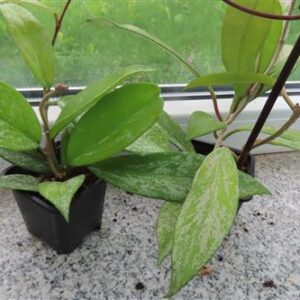 Hoya pubicalix splash Silver Spot, Wachsblume