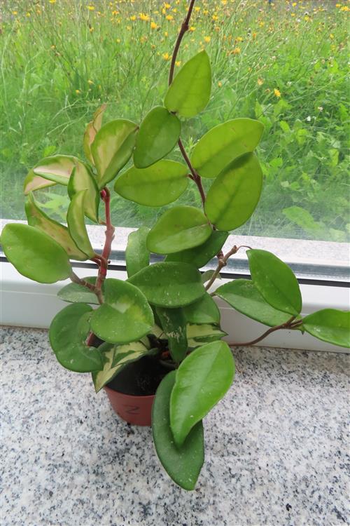 Hoya carnosa tricolor