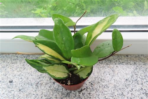 Hoya carnosa tricolor