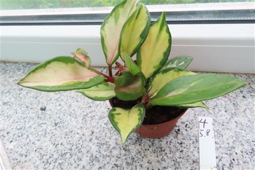 Hoya carnosa tricolor