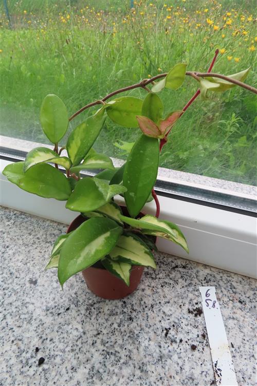 Hoya carnosa tricolor