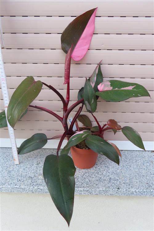 Philodendron Pink Princess
