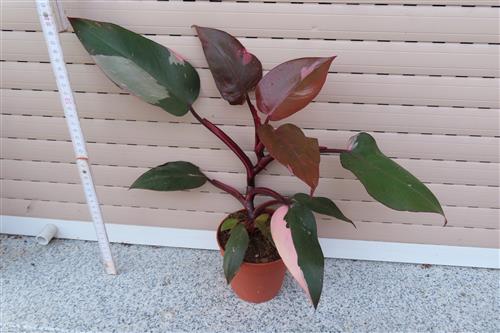 Philodendron Pink Princess