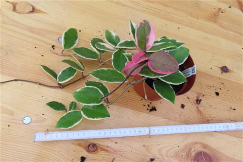 Hoya carnosa Flamingo Dream