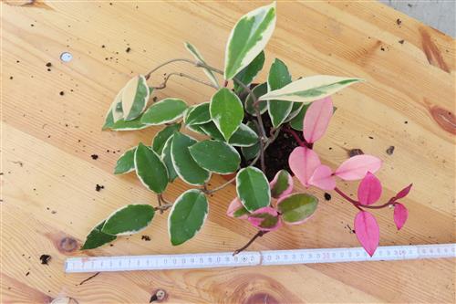 Hoya carnosa Flamingo Dream