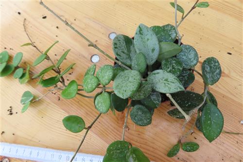 Hoya mathilde splash