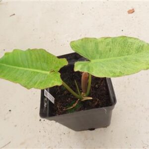 Philodendron Paraiso Verde