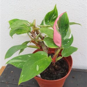 Philodendron White Princess