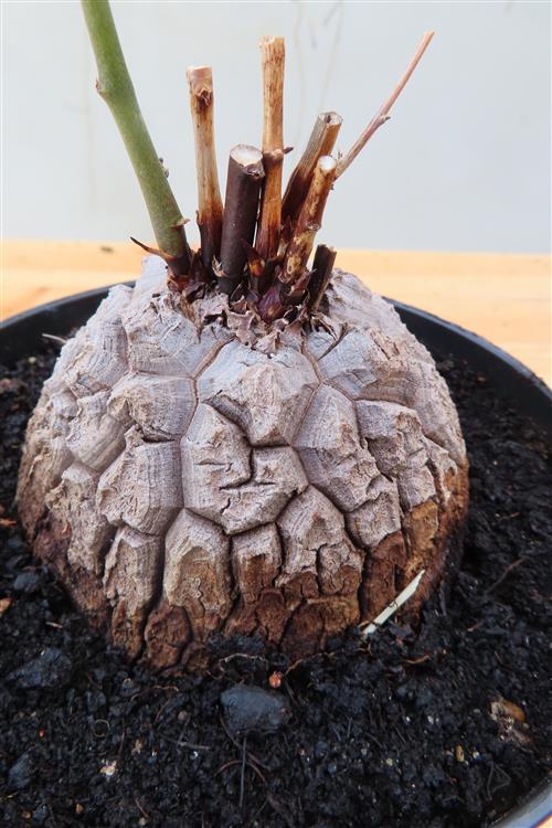 Dioscorea elephantipes