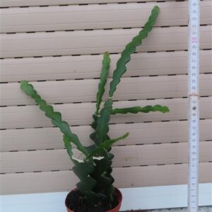 Cryptocereus anthonyanus