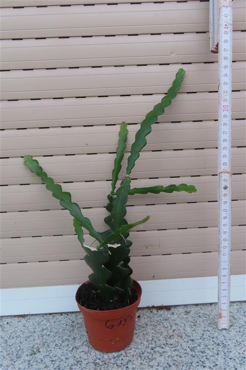 Cryptocereus anthonyanus
