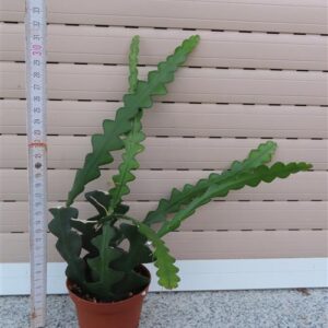Cryptocereus anthonyanus
