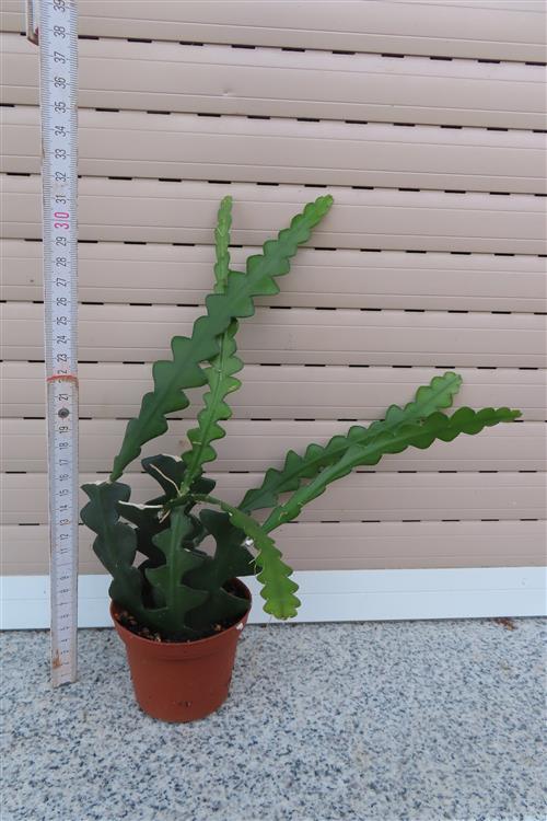 Cryptocereus anthonyanus