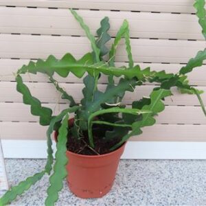 Cryptocereus anthonyanus