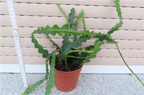 Cryptocereus anthonyanus